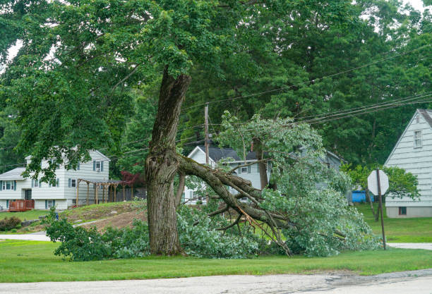 Best Tree Mulching  in Dickinson, TX